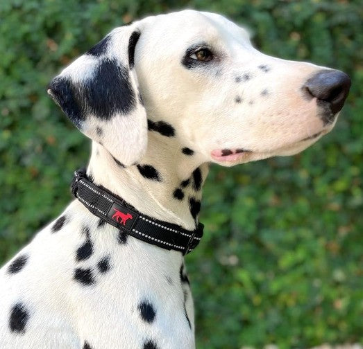 Dog Collars, Harnesses & Leashes