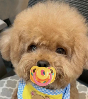 Dog Calming Binky - Anxiety Relief & Comfort Toy for Stressed Dogs