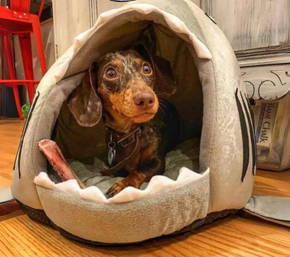 Cozy Shark Dog Bed | Where Comfort Meets Classic Cinema