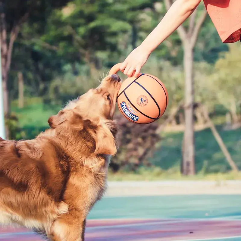 Interactive Dog Basketball and Football Toy Ball