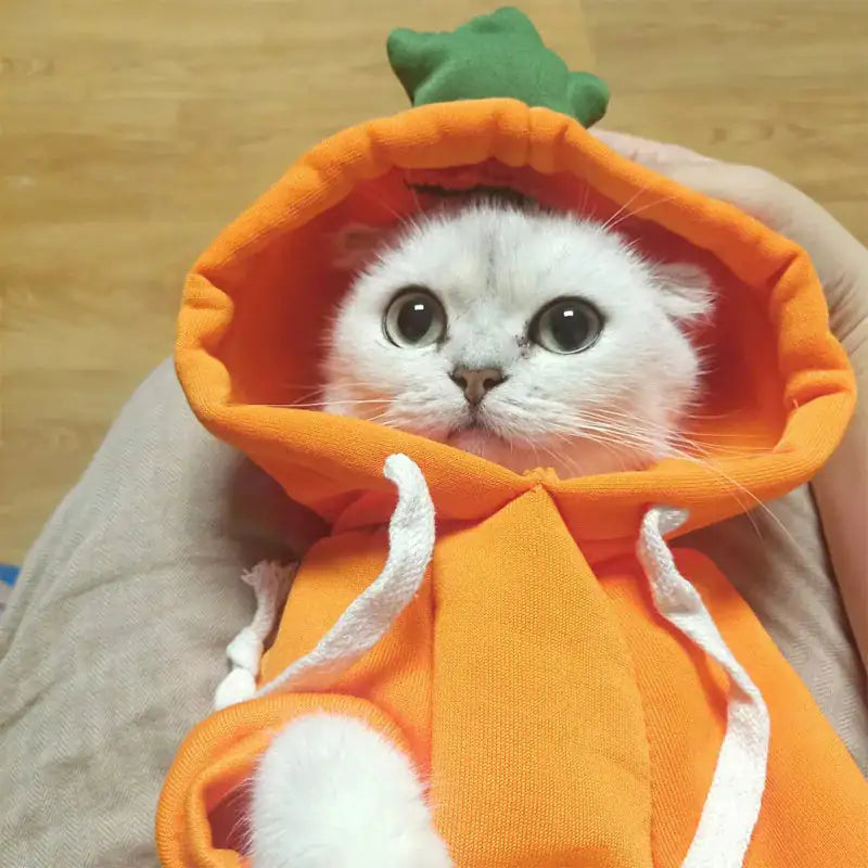 Costume, Cute And Cozy Costumes For Pet Frog |Carrot |Banana