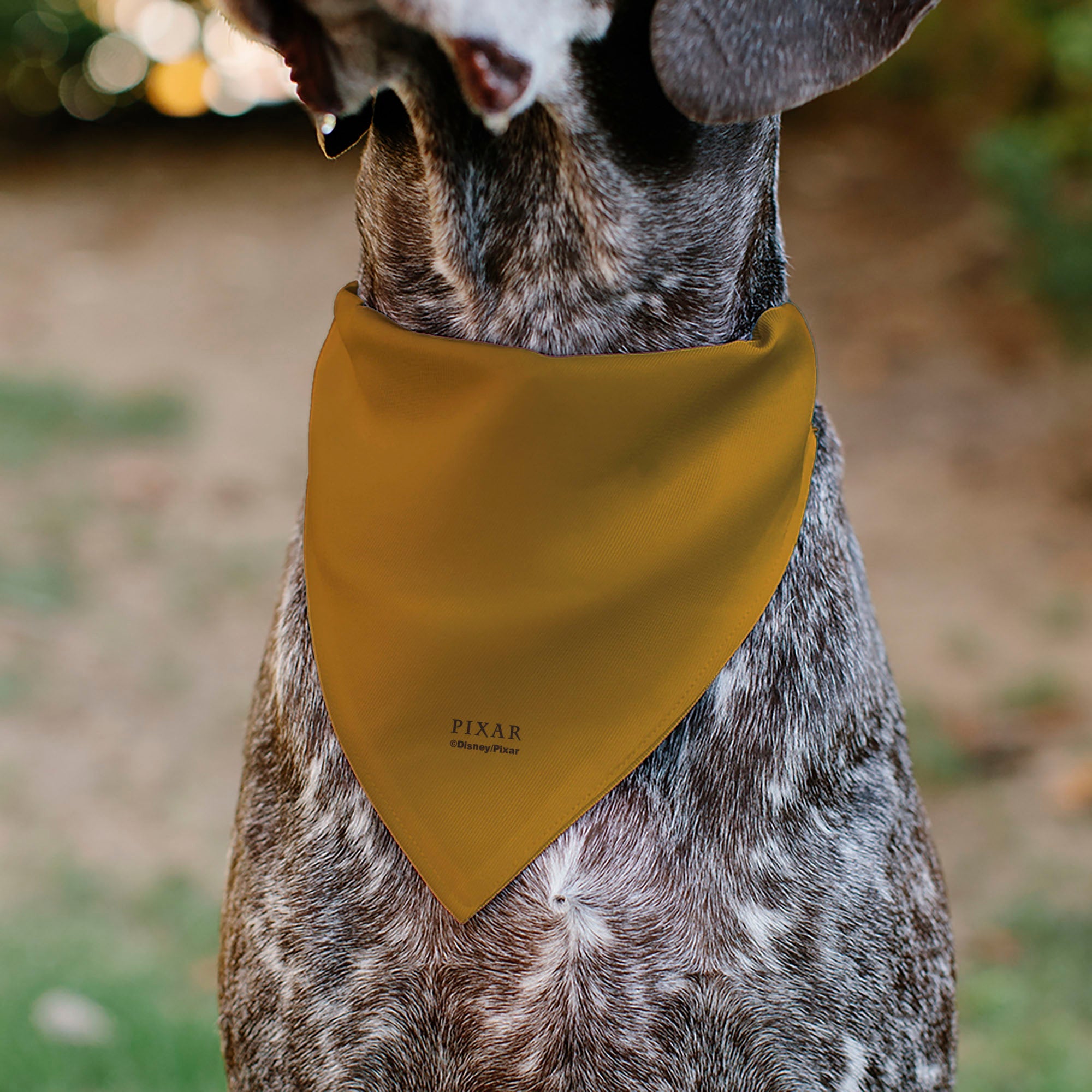 Pet Bandana - Up Dug SQUIRREL Pose and Wilderness Explorer Badge Orange | Funny DogBandana