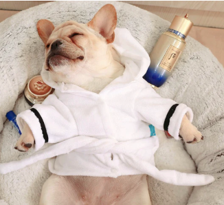 Luxury Pet Dog Bathrobe | Dog Pajamas Sleeping Clothes |Pet Apparel