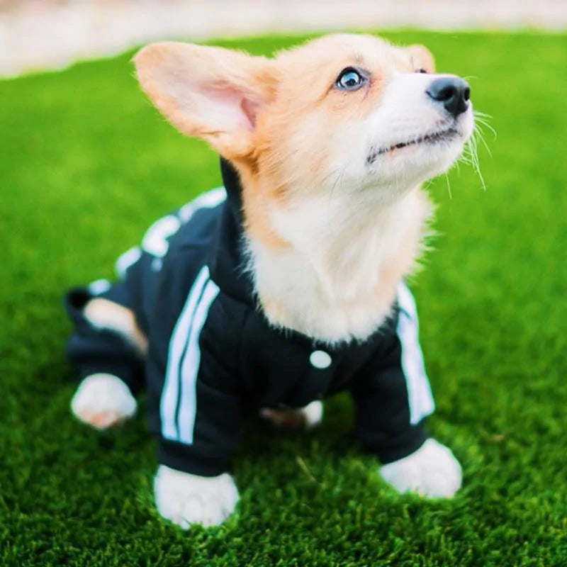 Dog Jumpsuit Costume | Adidog Sweatshirt for Dogs | Dog Sweats |Workout Wear for Dogs