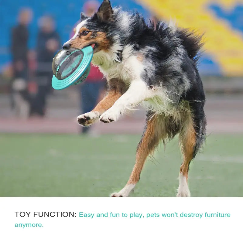 Rotating Disc Dog Toy - Bite Resistant Interactive Frisbee